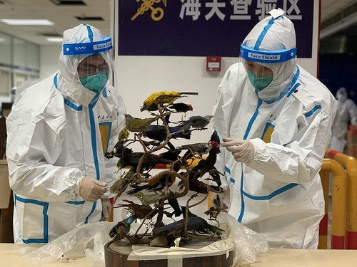 上海浦東機場海關(guān)查獲快件渠道涉瀕危工藝品，凸顯藝術(shù)品進出口監(jiān)管挑戰(zhàn)